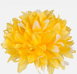 Chrysanthemum yellow with white tips