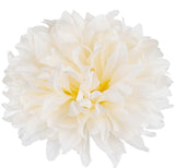 Chrysanthemum Autumn cream