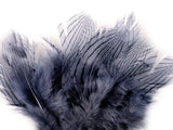 Blue grey pheasant feathers