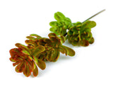Artificial Succulent