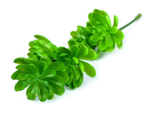 Artificial Succulent