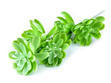 Artificial Succulent