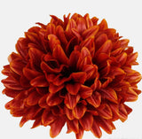 Chrysanthemum brown with yellow tips