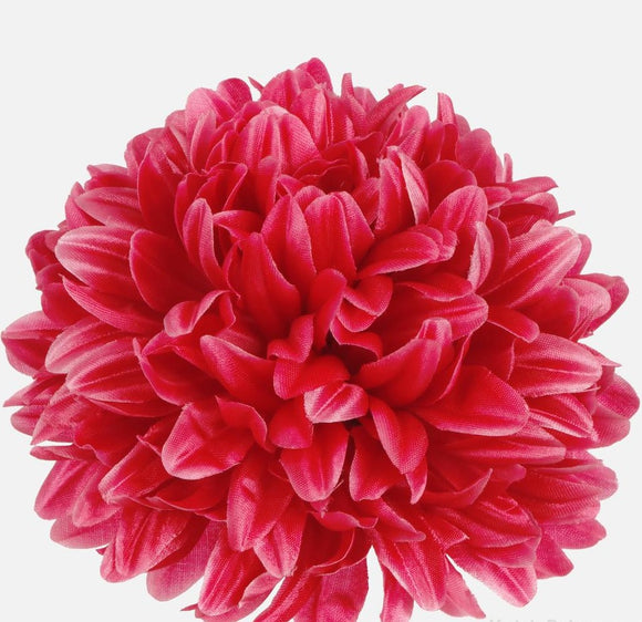 Chrysanthemum pinky red