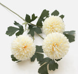 Chrysanthemum Balls on a long stem - light creamcolour