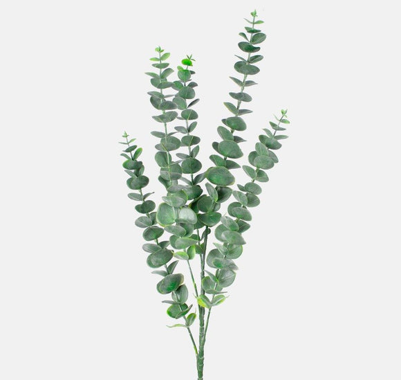 Long eucalyptus branch