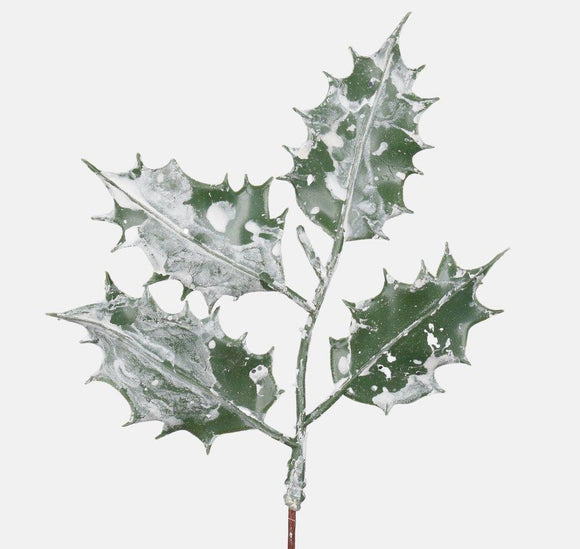 Frosted holly twig