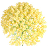 Garlic Flower head - yellow colour