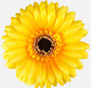 Vibrant yellow gerbera head