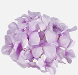 Light Lilac Hydrangea head Ireland