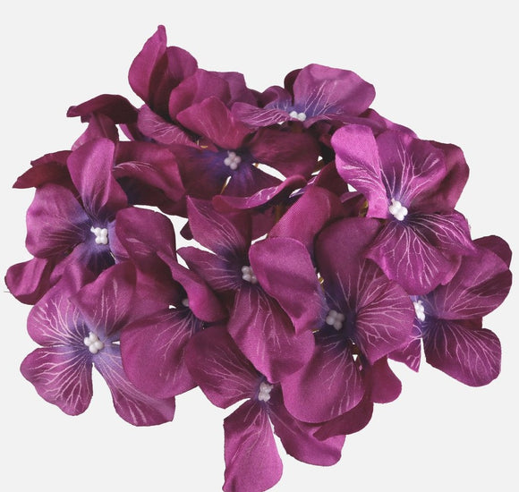 Lilac with purple edge Hydrangea head Ireland
