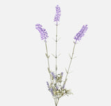 Long stemmed Lavender