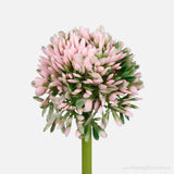 Onion Flowers bunch - 5 colours available