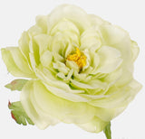 Pack of 6 Peony Flower Heads - 4 Colours