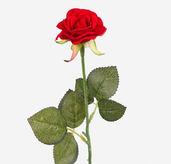 Long stemmed velvet red rose