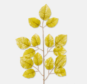 Rose leaves on a branch colour red