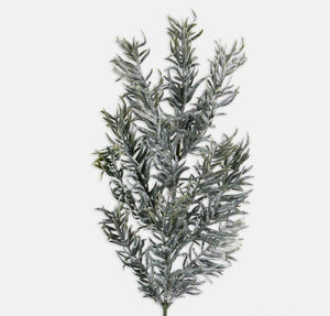 Snow covered yew tree branch