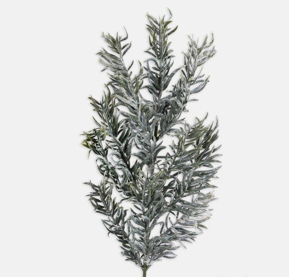 Snow covered yew tree branch