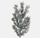 Snow covered yew tree branch