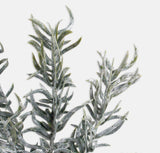 Snow covered yew tree branch