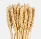 Wheat cream colour