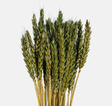 Wheat green colour