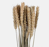 Wheat  Natural colour