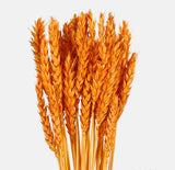 Wheat orange colour