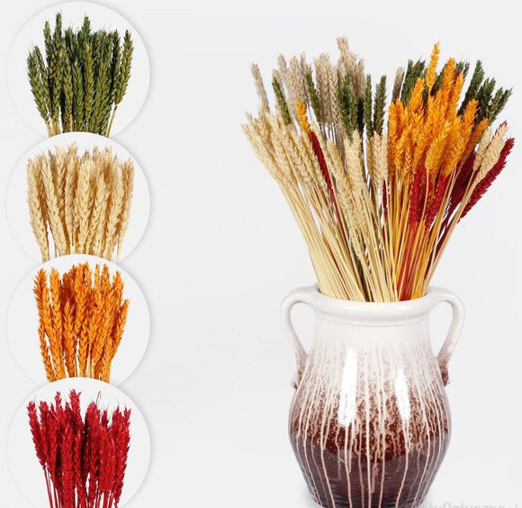 Wheat variety of colours