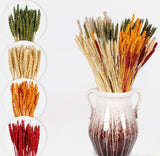 Wheat variety of colours