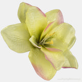 Pack of 6 Amaryllis Flower Heads - 3 Colours
