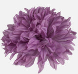 Chrysanthemum Lavender