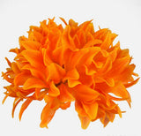 Chrysanthemum Orange