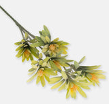 Spurge foliage and light orange flower