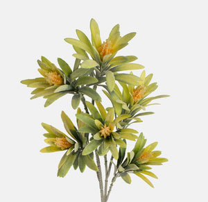 Spurge foliage and light orange flower
