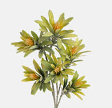 Spurge foliage and light orange flower