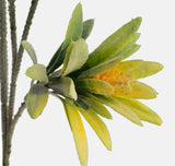 Spurge foliage and light orange flower